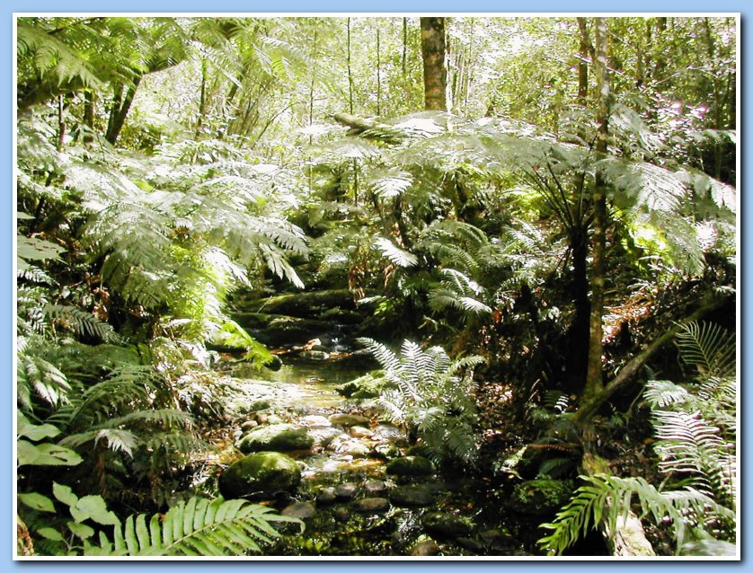 Tree ferns